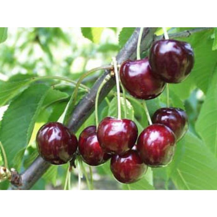 Pianta di ciliegio dolce lapins 20