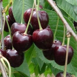 Ciliegio Moretta di Vignola