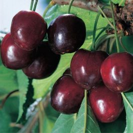Cerisier Douce Durone Ferrovia - Pot 26 - Plante Fruitière 200 Cm - 4 Ans - Grande Qualité Italienne