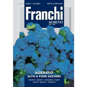 Agerato Alto Fiori Azzurri