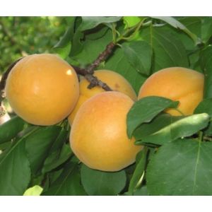 Albicocco Bulida