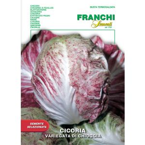 Cicoria Variegata di Chioggia