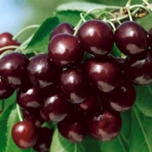 Ciliegio Mora di Cazzano