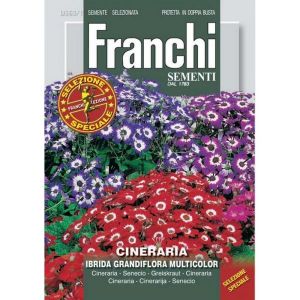 Sementi Franchi - Cineraria Ibrida Grandiflora Multicolor Selezione Speciale