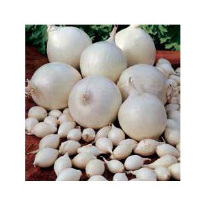 Sementi Franchi - Bulbi Cipolla Bianca Snow Ball 500g 25pz