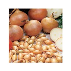 Sementi Franchi - Bulbi Cipolla di Stoccarda 500g 25pz