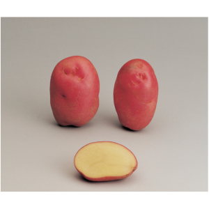 Sementi Franchi - Patate Desiree 25pz