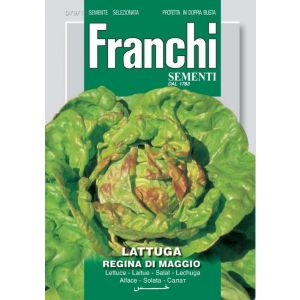 Lattuga Regina di Maggio