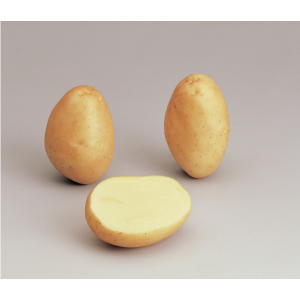 Sementi Franchi - Patate Monalisa 25pz