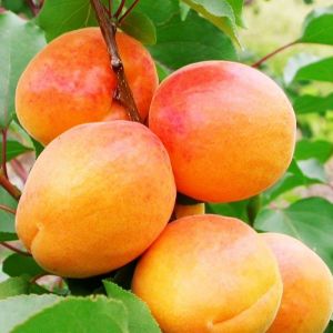 Albicocco San Castrese