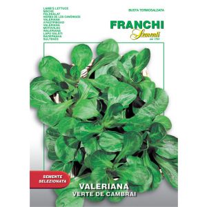Valeriana Verte de Cambrai 7g