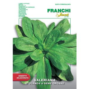 Valeriana d'Olanda a Seme Grosso 7g