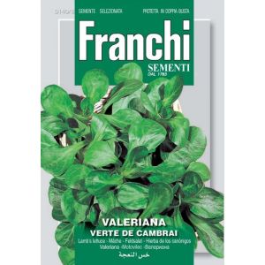 Valeriana Verte de Cambrai 12g