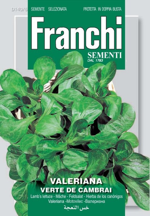 Valeriana Verte de Cambrai 12g