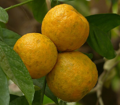 Arancio Crispifolia