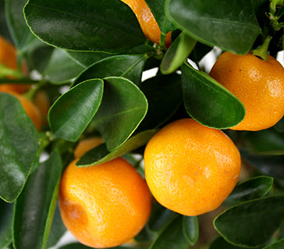 Calamondino