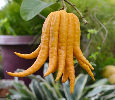 Cedro Mano di Buddha