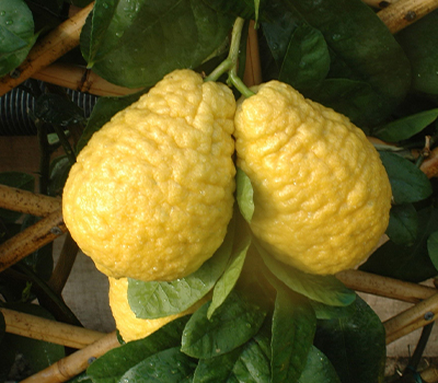 Cedro Maxima