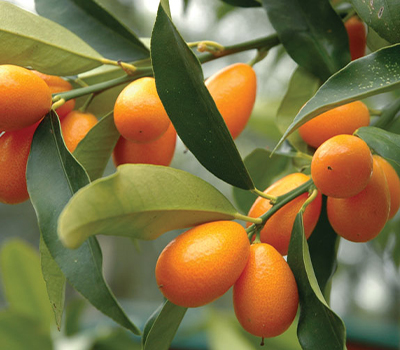 Kumquat Fortunella