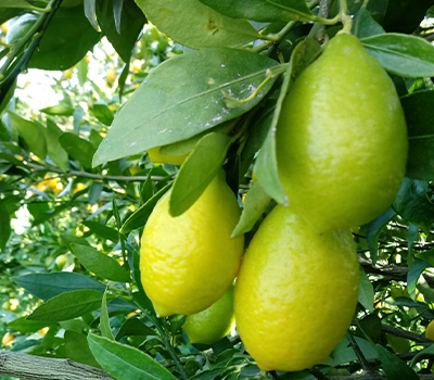 Limequat