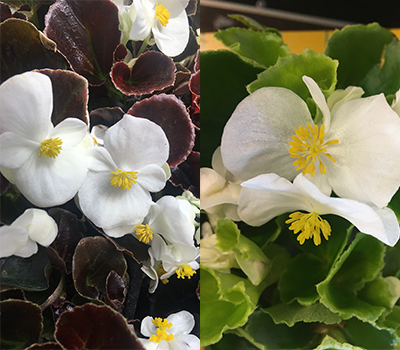 Begonia Bianca