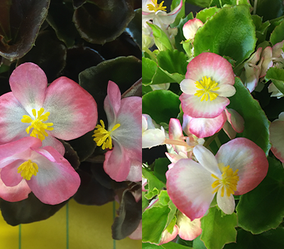 Begonia Bicolor