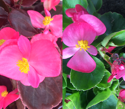 Begonia Rosa