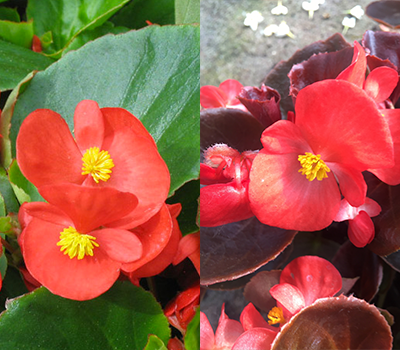 Begonia Rossa