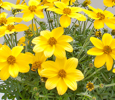 Bidens