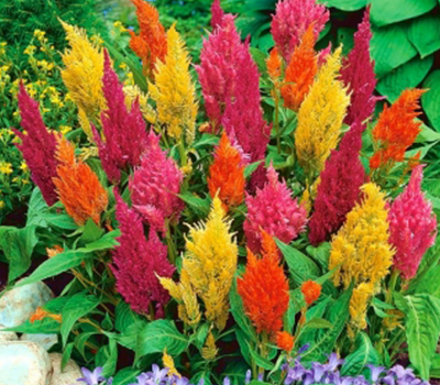 Celosia