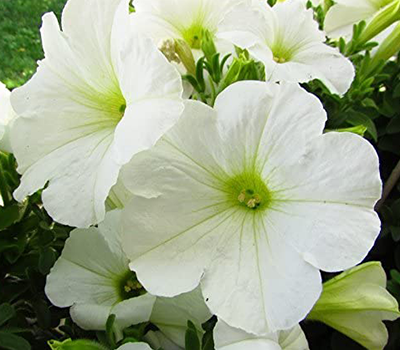 Petunia Bianca