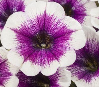 Petunia Bicolor