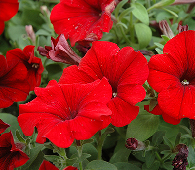 Petunia Rossa