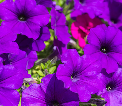 Petunia Viola