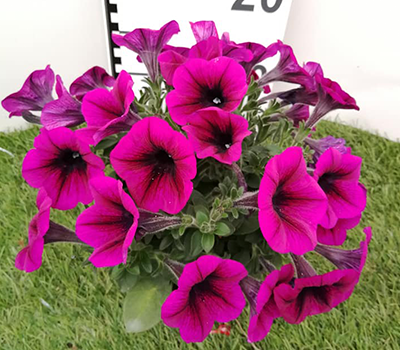 Potunia Fucsia