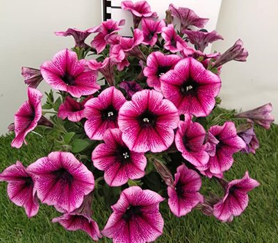 Potunia Rosa