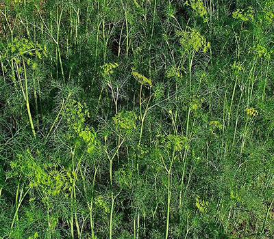 Anetum graveolens Aneto vaso 14cm