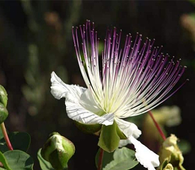 Capparis spinosa Capperi da talea vaso 14cm