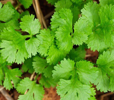 Coriandrun Sativum L.Coriandolo vaso 14cm