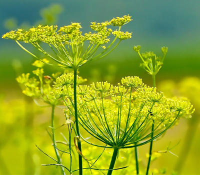 Finocchio selv. Foeniculum Vulgaris vaso 14cm