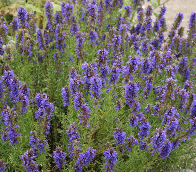 Hyssopus officinalis L.Issopo vaso 14cm