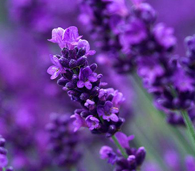 Lavandula Angustifolia vaso 14cm