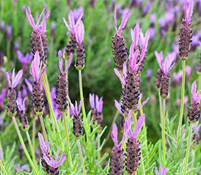 Lavandula Stoechas vaso 14cm