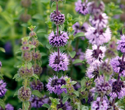 Mentha pulegium vaso 14cm