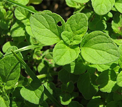 Mentha romana nipitella vaso 14cm