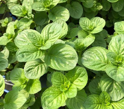 Mentha rotundifolia vaso 14cm