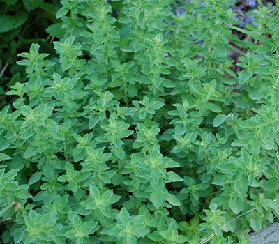 Origanum compatto vaso 14cm