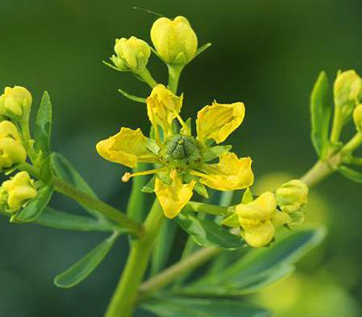 Ruta graveolens Ruta vaso 14cm