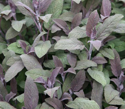 Salvia off.purpurascens rossa vaso 14cm