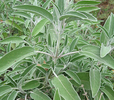 Salvia officinalis vaso 14cm